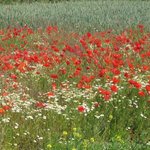 Papaver rhoeas - Coquelicot