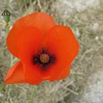 Papaver rhoeas - Coquelicot