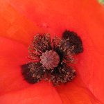 Papaver rhoeas - Coquelicot