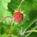 Fraise des bois - Fragaria vesca