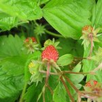 Fraise des bois - Fragaria vesca