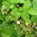 Fraise des bois - Fragaria vesca