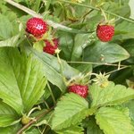 Fraise des bois - Fragaria vesca