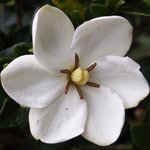 Gardenia jasminoides 'Kleim's Hardy'