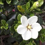 Gardenia jasminoides 'Kleim's Hardy'