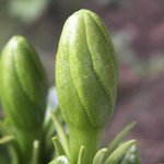 Gardenia jasminoides 'Kleim's Hardy'