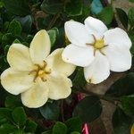 Gardenia jasminoides 'Kleim's Hardy'