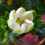 Gardenia jasminoides 'Kleim's Hardy'