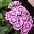 Oeillet de Poète - Dianthus barbatus