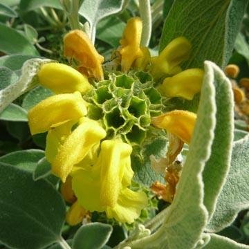 Phlomis fruticosa - Sauge de Jérusalem