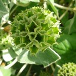 Phlomis fruticosa  - Sauge de Jérusalem