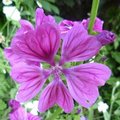 Mauve sauvage - Malva sylvestris