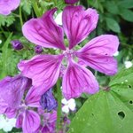 Mauve sauvage - Malva sylvestris