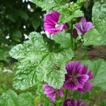 Mauve sauvage - Malva sylvestris