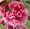 Rose trémière - Althaea rosea 