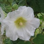 Rose trémière - Althaea rosea 