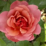 Rose 'Jean Cocteau' - Rosa