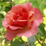 Rose 'Jean Cocteau' - Rosa