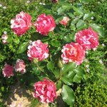 Rose 'Jean Cocteau' - Rosa