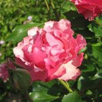 Rose 'Jean Cocteau' - Rosa