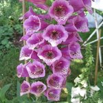 Digitale - Digitalis