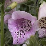 Digitale - Digitalis