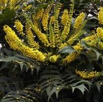 Mahonia