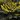 Mahonia