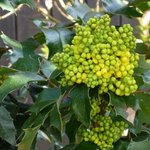 Mahonia