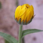 Soucis - Calendula officinalis