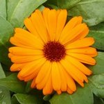 Soucis - Calendula officinalis