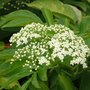 Sureau - Sambucus nigra