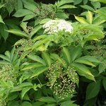 Sureau - Sambucus nigra