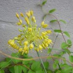 Allium flavum