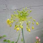 Allium flavum