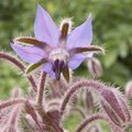 Bourrache - Borago officinalis