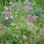 Bourrache - Borago officinalis