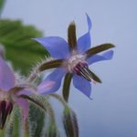 Bourrache - Borago officinalis