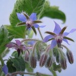 Bourrache - Borago officinalis