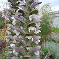 Acanthe - Acanthus spinosus