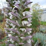 Acanthe - Acanthus spinosus