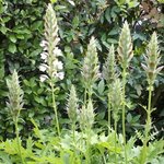 Acanthe - Acanthus spinosus