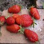 Fraise - Fraisier