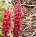 Lupin - Lupinus