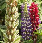 Lupin - Lupinus