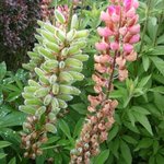 Lupin - Lupinus