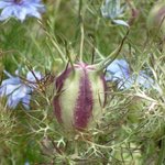 Nigelle de Damas