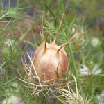 Nigelle de Damas