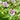 Exacum affine - Violette de Perse