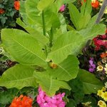 Nicotiana - Tabac d'ornement